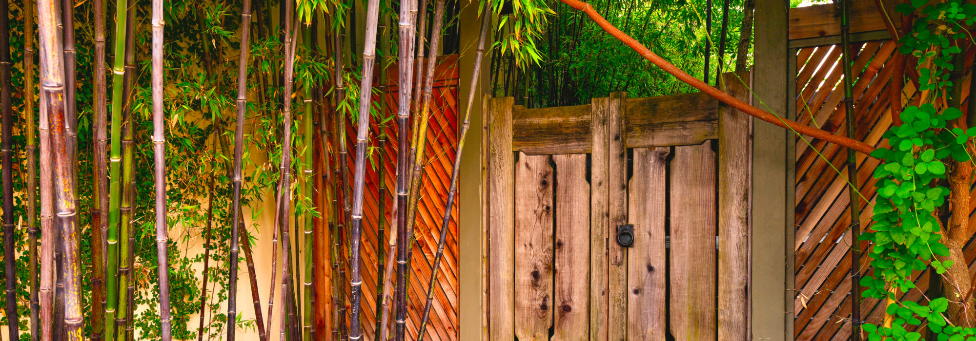 Wooden gate leads to patio of Room 2. outside, garden is bamboo and tropicals, stone path leads to sidewalk.